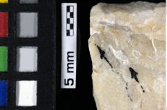 Foto (Detailansicht) von Munitheites sp. (NHMW-GEO-1990-0041-0176)